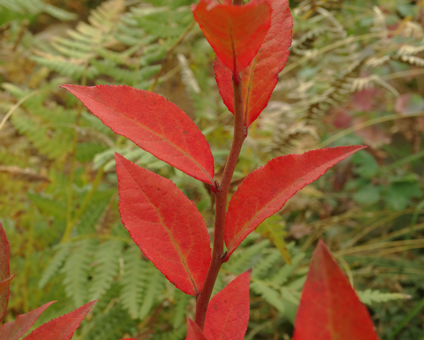 Image of Vaccinium stamineum specimen.