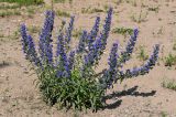 Echium vulgare. Цветущее растение. Костромская обл., г. Кострома, устье р. Кострома, песчаный пляж. 29.06.2024.