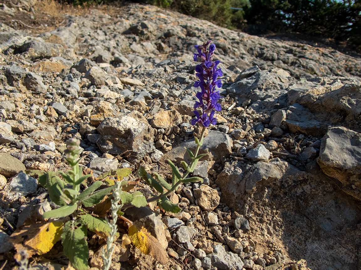 Изображение особи Salvia tesquicola.