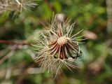 Scorzoneroides autumnalis. Соплодие после частичного осыпания плодов. Хабаровский край, окр. г. Комсомольск-на-Амуре, зарастающий пустырь. 23.09.2024.