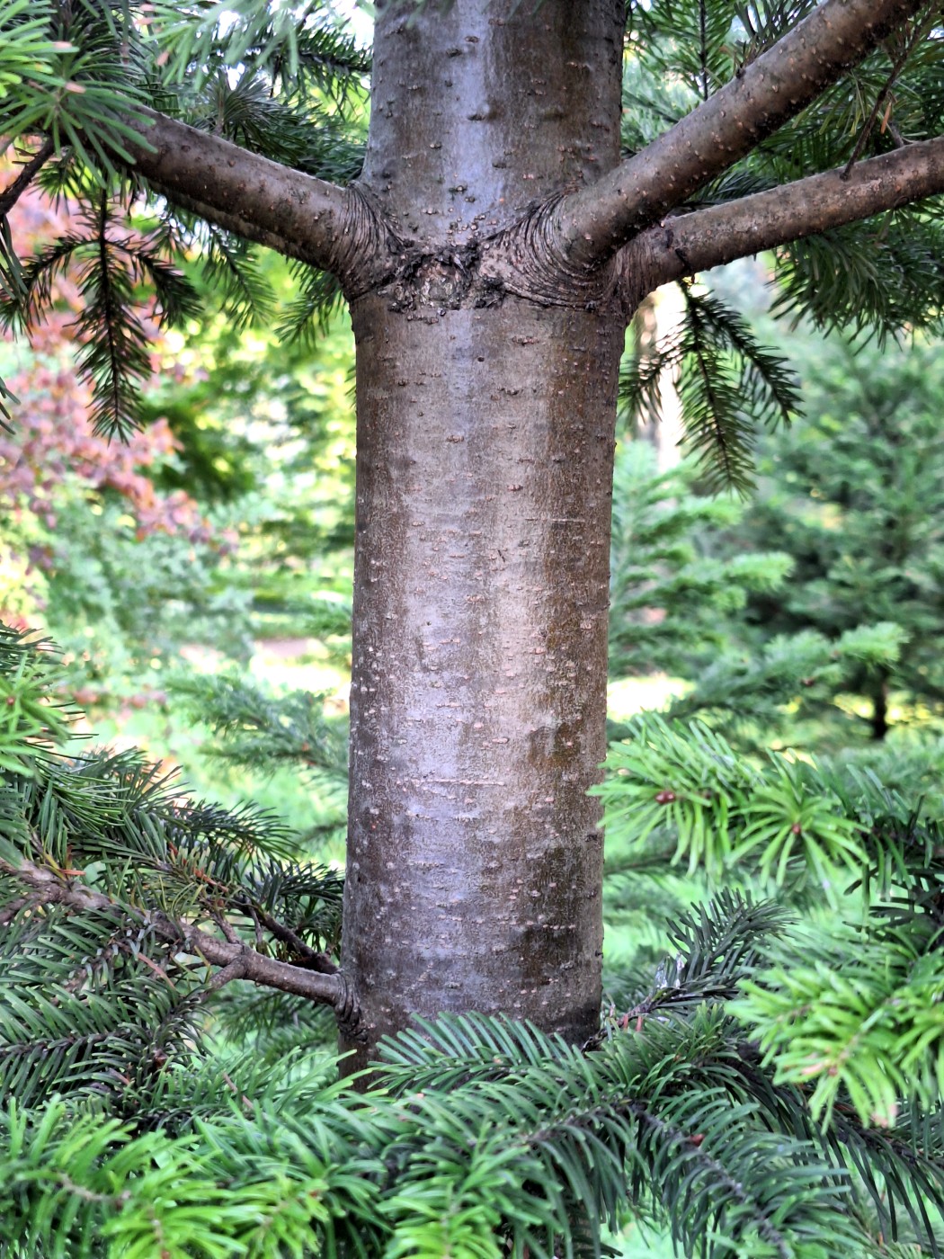 Image of Abies mayriana specimen.