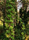 Humulus lupulus. Верви плодоносящего растения (на стволе другого дерева). Московская обл., Одинцовский гор. округ, окр. дер. Аниково, опушка смешанного леса. 18.08.2024.