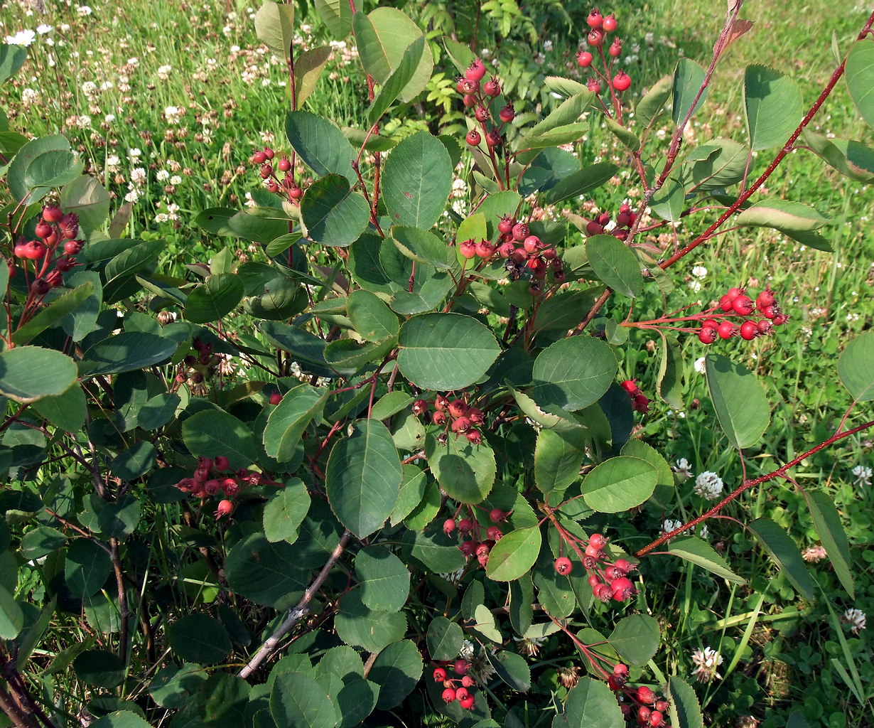 Изображение особи Amelanchier spicata.