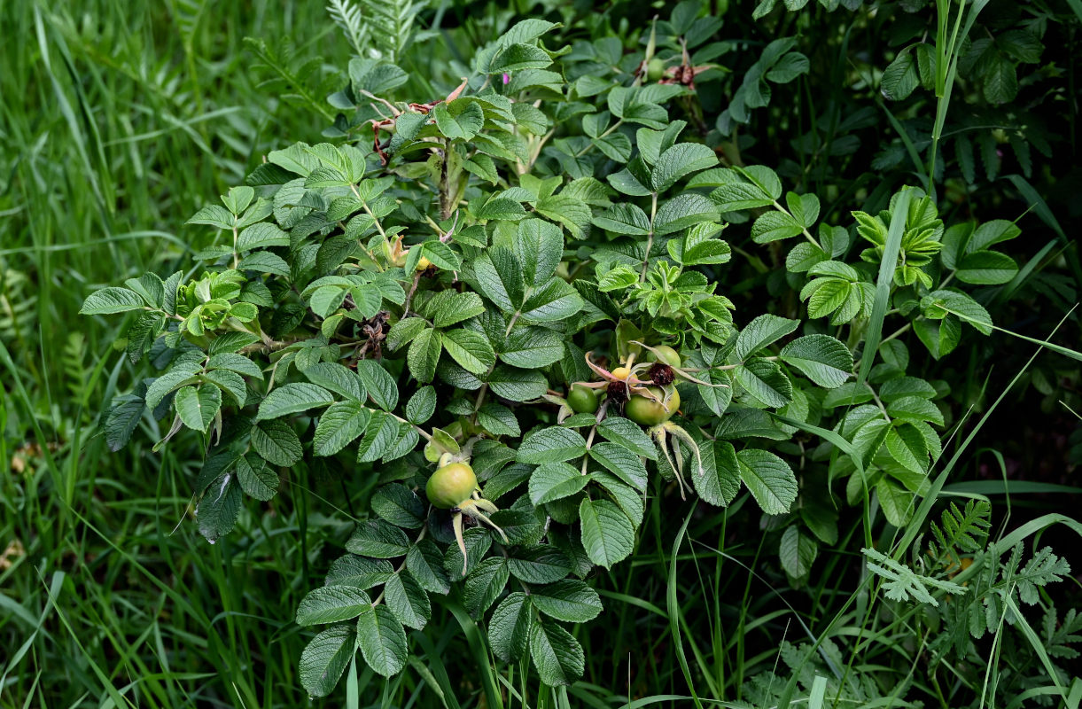 Image of Rosa rugosa specimen.