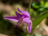 Cephalanthera rubra. Цветок, часть листа. Крым, Южный берег, окр. с. Соколиного, Большой Каньон Крыма, дол. р. Коккозка, лиственный лес. 31.05.2024.