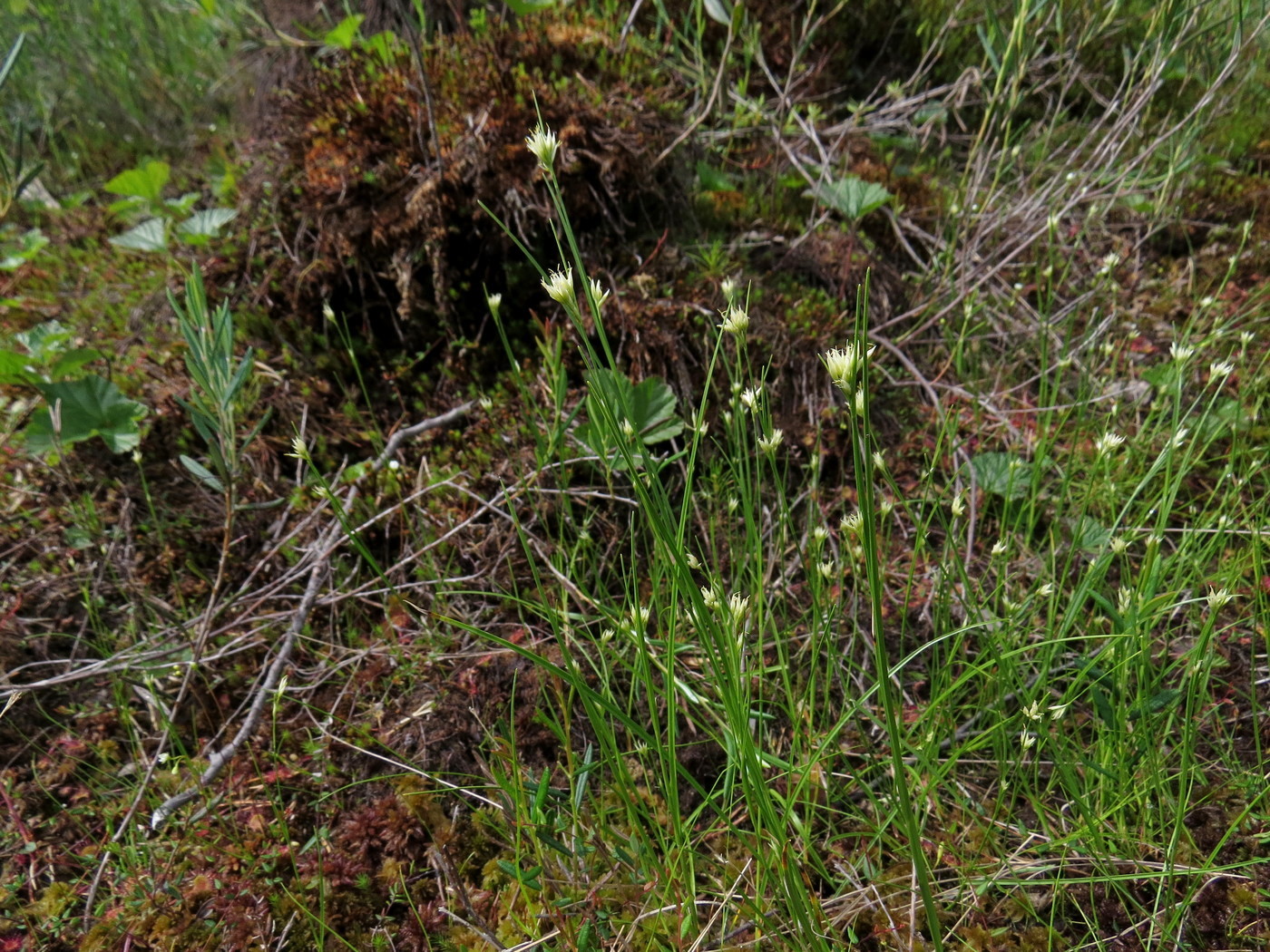 Image of Rhynchospora alba specimen.