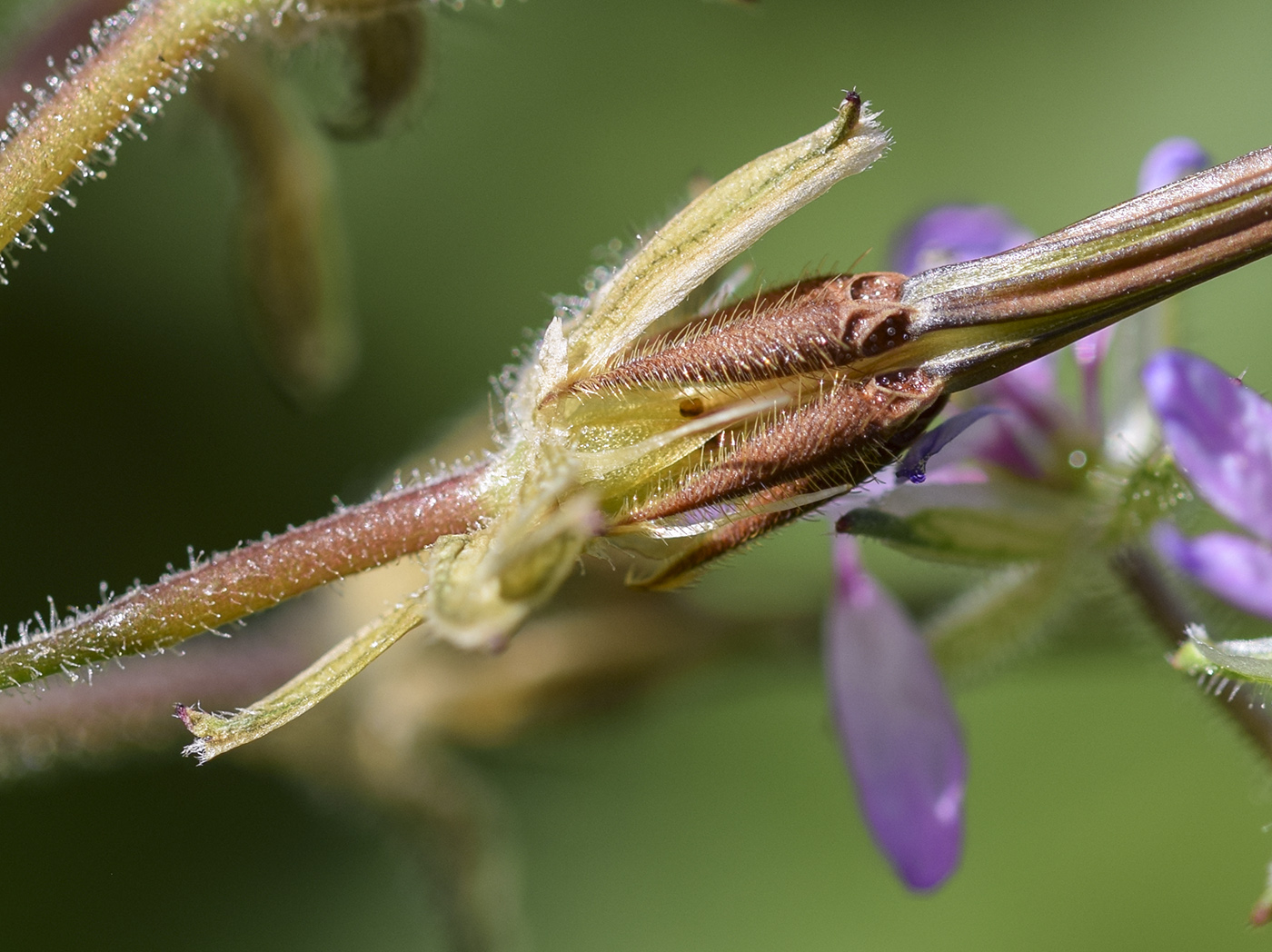 Изображение особи Erodium moschatum.