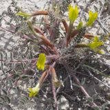 Astragalus longipetalus