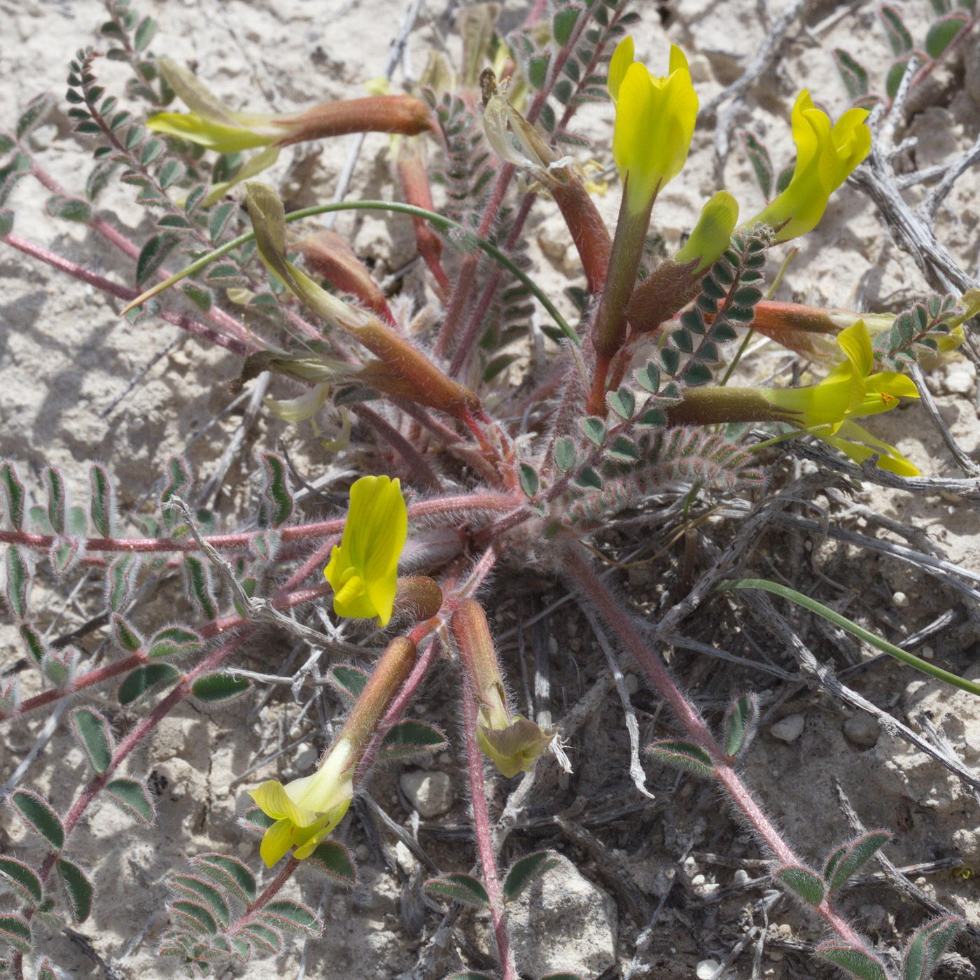 Image of Astragalus longipetalus specimen.