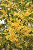 Acacia dealbata. Ветвь с соцветиями. Краснодарский край, Черноморское побережье Кавказа, г. Сочи, Дендрарий. 17 марта 2025 г.