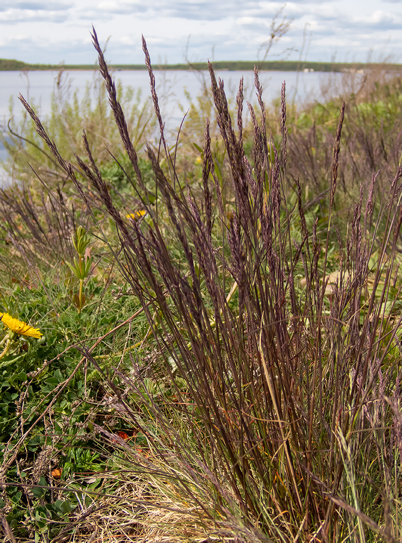 Image of familia Poaceae specimen.