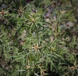 View full-size image Centaurea iberica