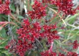 View full-size image Rhodiola coccinea