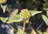 View full-size image Phlomis fruticosa