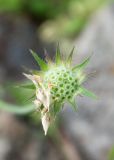 View full-size image Knautia integrifolia