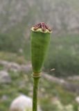View full-size image Papaver oreophilum