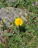 View full-size image Leontodon caucasicus