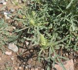 View full-size image Reseda lutea