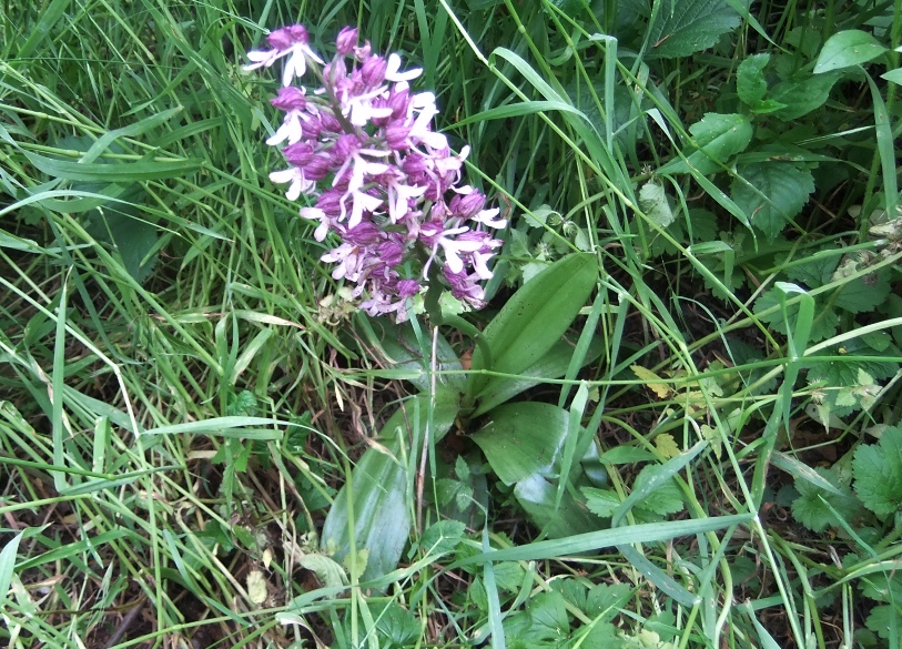 Image of Orchis purpurea ssp. caucasica specimen.