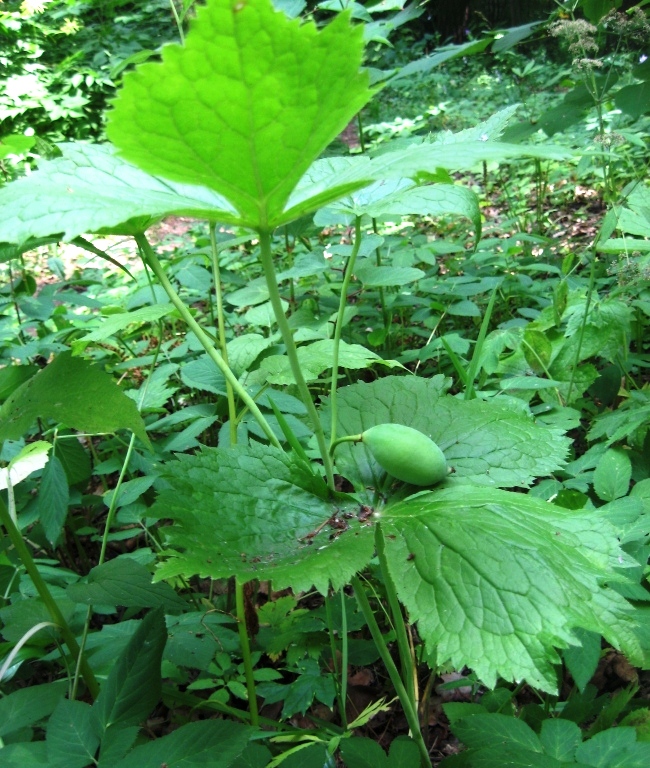 Изображение особи Sinopodophyllum hexandrum.