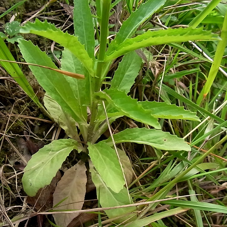 Изображение особи Lobelia urens.