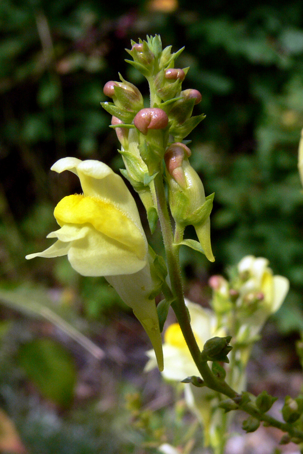 Image of Linaria vulgaris specimen.