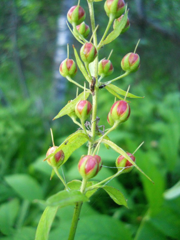 Image of Lysimachia vulgaris specimen.