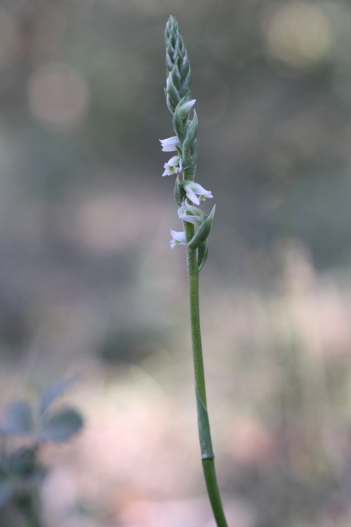 Изображение особи Spiranthes spiralis.