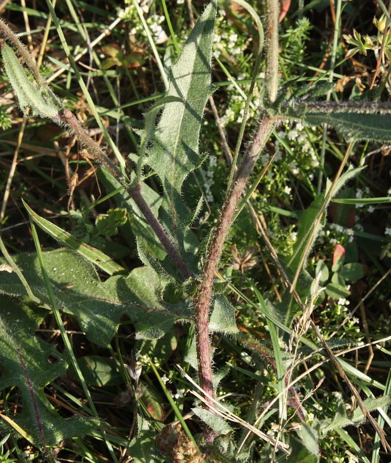 Изображение особи Crepis rhoeadifolia.