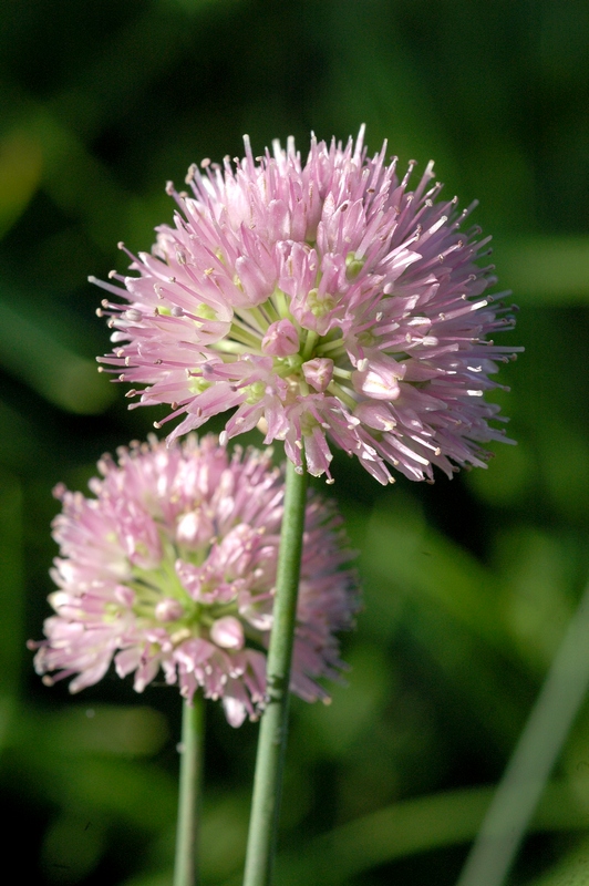 Image of Allium strictum specimen.