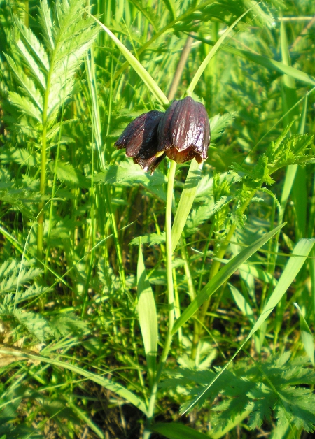 Изображение особи Fritillaria meleagroides.