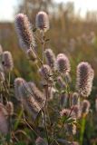 Trifolium arvense