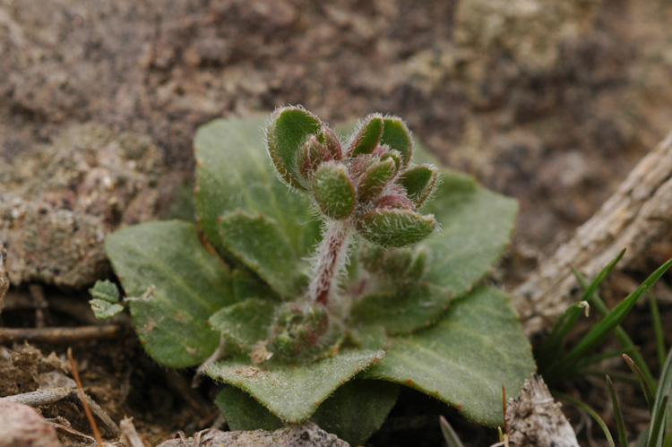 Image of Androsace maxima specimen.