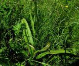 Dactylorhiza fuchsii