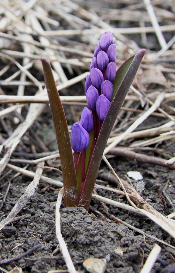 Image of Scilla bifolia specimen.