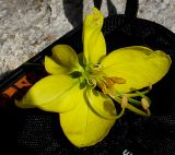 Cassia fistula. Цветок. Израиль, Шарон, г. Герцлия, в культуре. 24.05.2012.