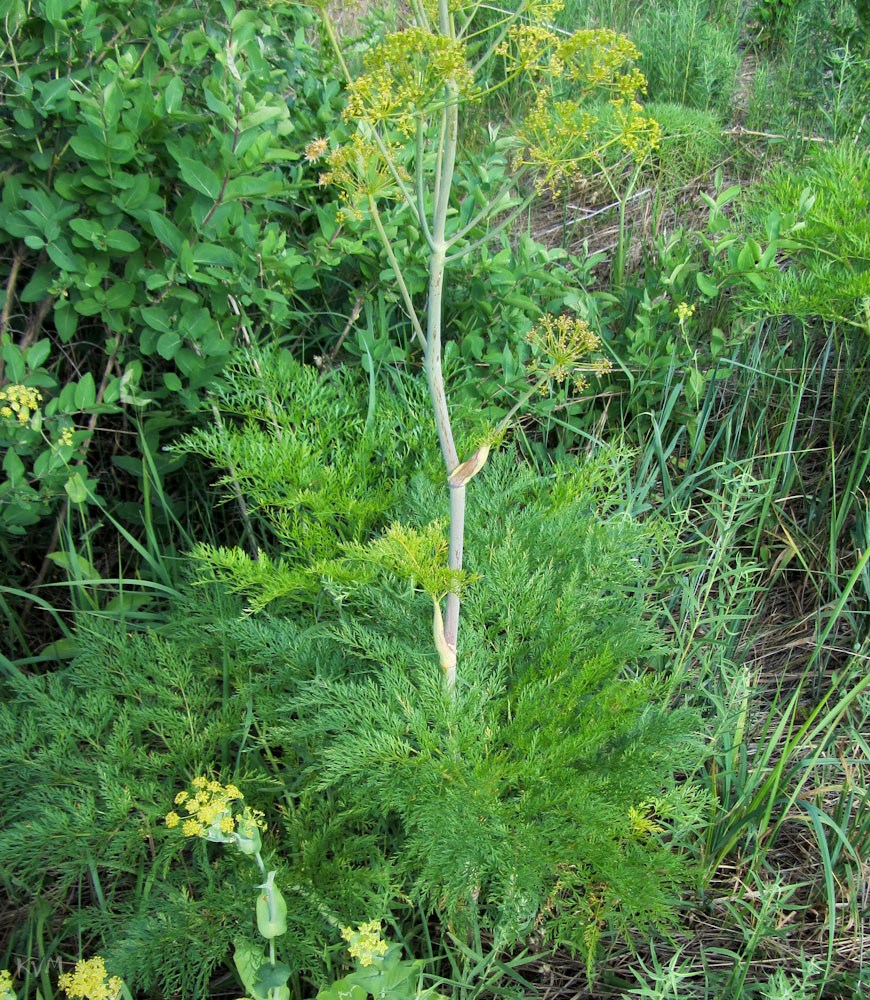 Image of Ferula songarica specimen.