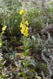 Verbascum lychnitis