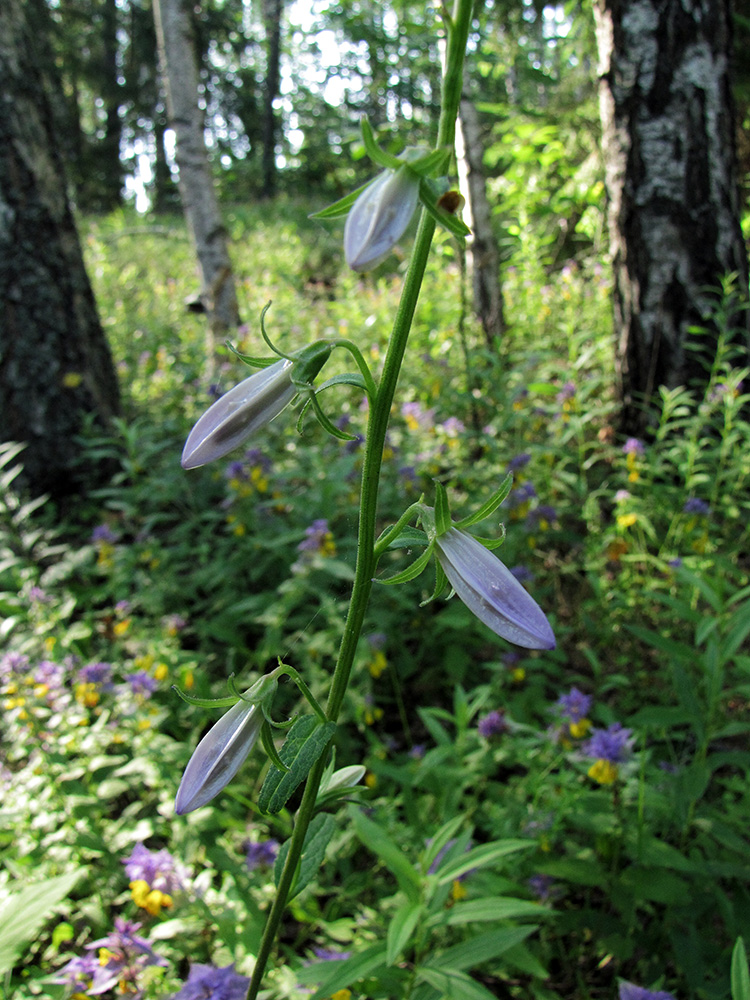 Image of Campanula persicifolia specimen.