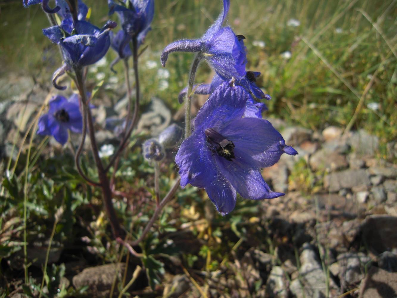 Image of Delphinium caucasicum specimen.