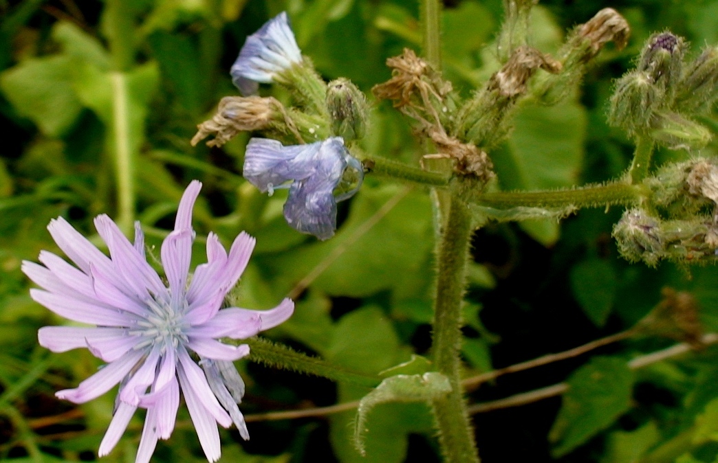 Image of Cicerbita macrophylla specimen.