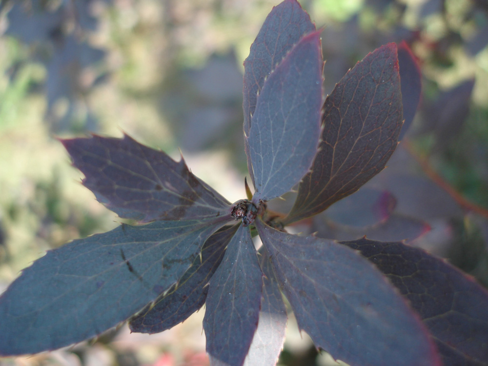 Image of genus Berberis specimen.