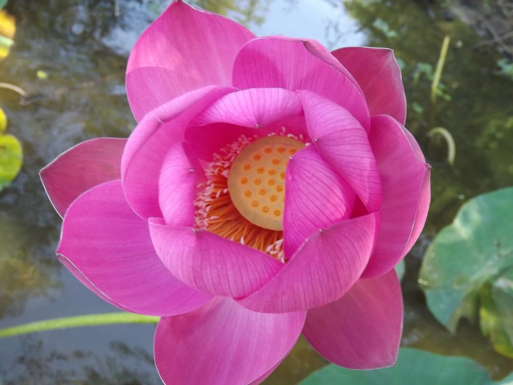 Image of Nelumbo komarovii specimen.