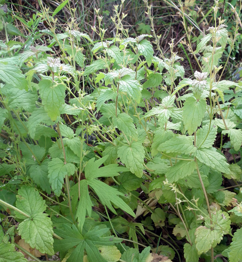 Image of Veronica chamaedrys specimen.