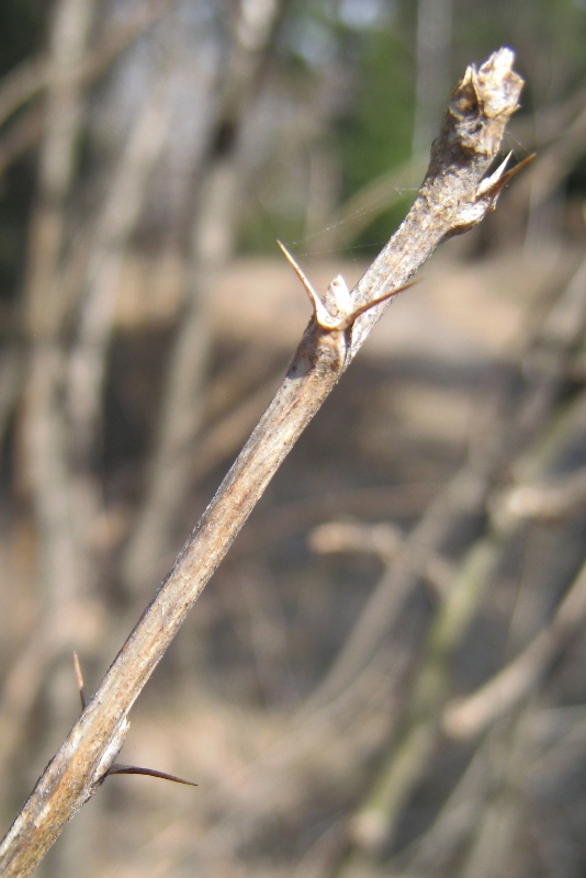 Image of Caragana arborescens specimen.