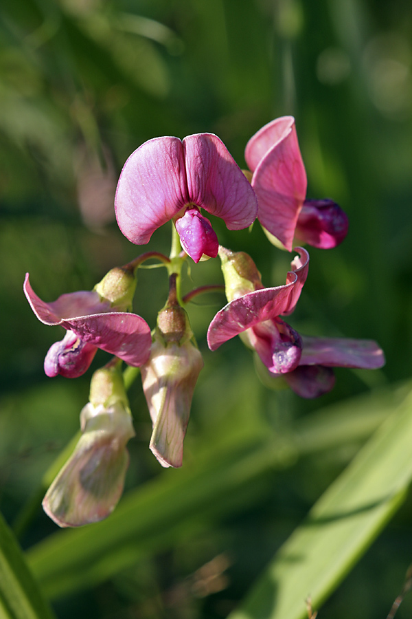 Изображение особи Lathyrus sylvestris.