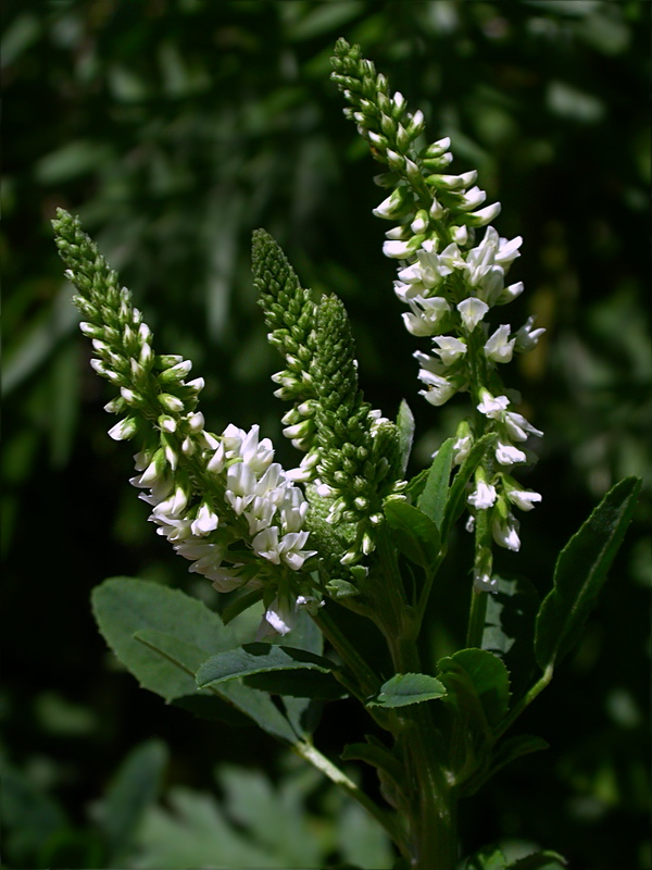 Image of Melilotus albus specimen.