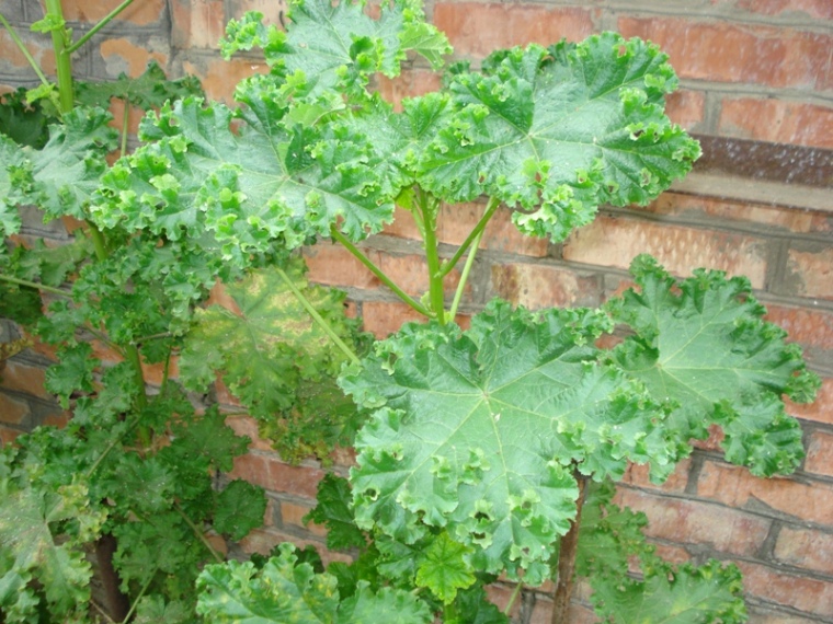 Image of Malva verticillata var. crispa specimen.