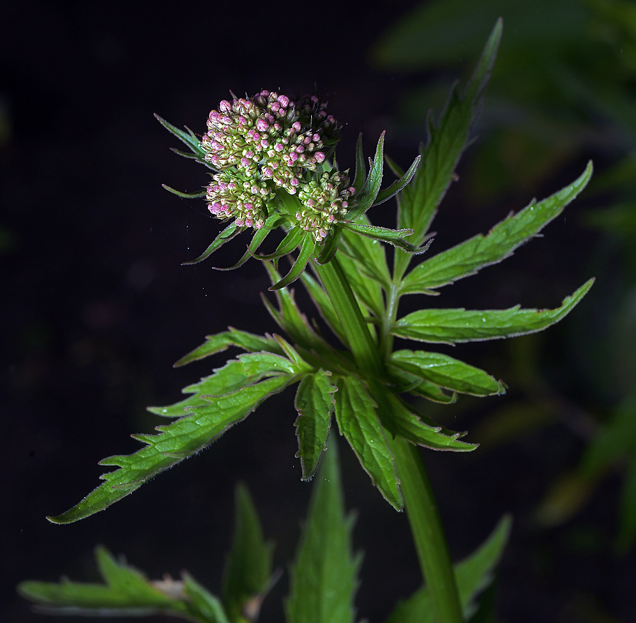 Изображение особи род Valeriana.