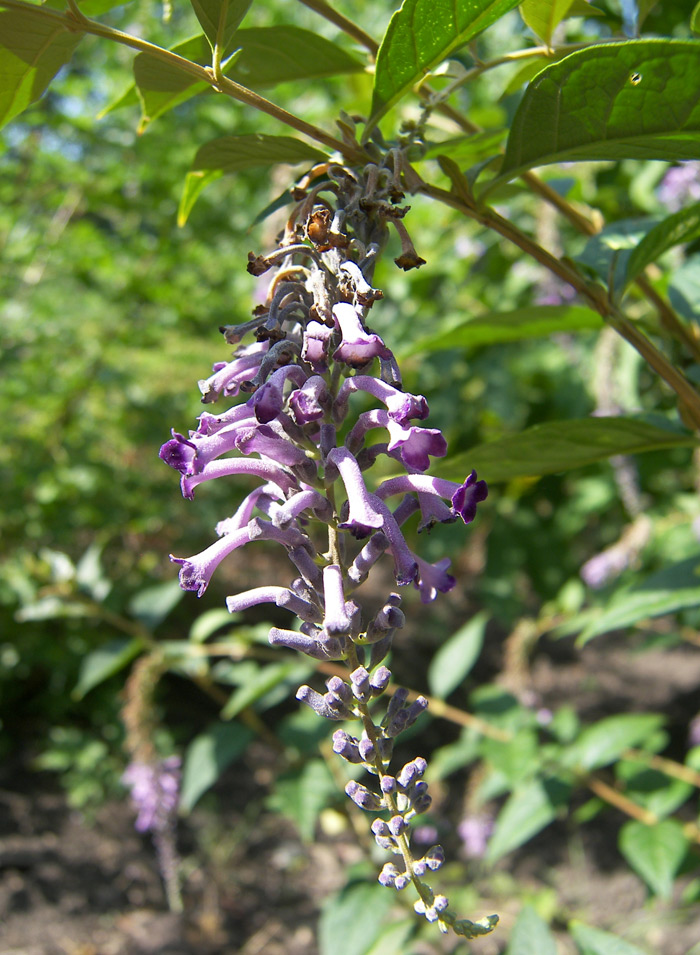 Image of Buddleja lindleyana specimen.